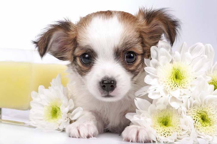 adorable chihuahua surrounded by flowers