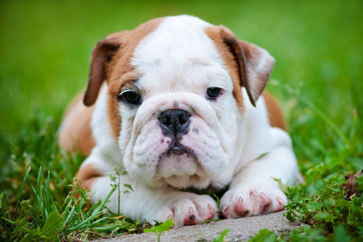 bulldog puppy staring at you