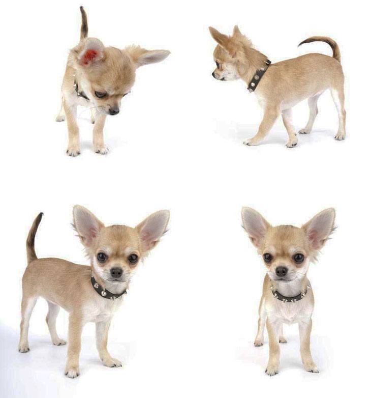 chihuahua puppy looking for a playmate