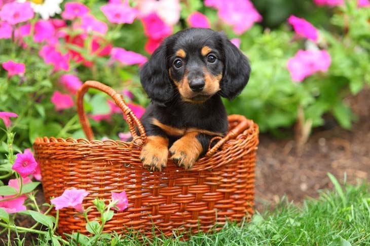 cute dachshund puppy in a basket